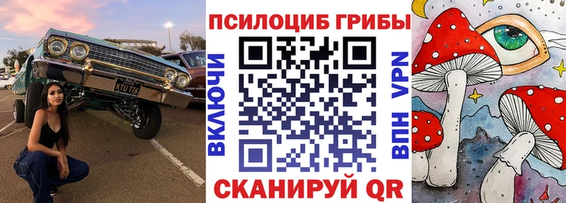 закладки  Калининец  Псилоцибиновые грибы Psilocybe 